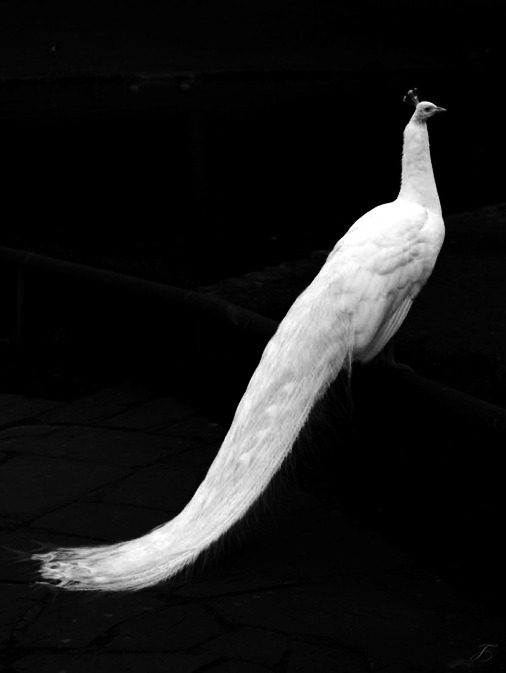 Archillect Archive ID 1277
