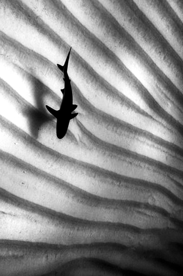 Archillect Archive ID 2117
