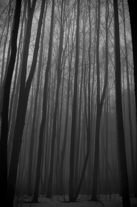 Archillect ID 2447