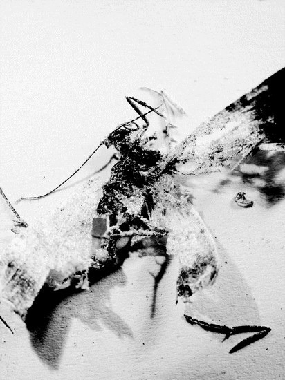Archillect ID 3374