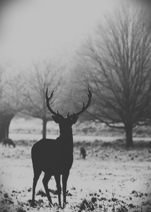 Archillect ID 3705