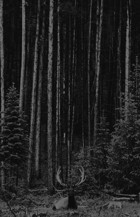 Archillect ID 4192
