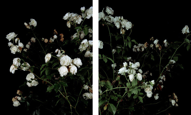 Archillect ID 4276