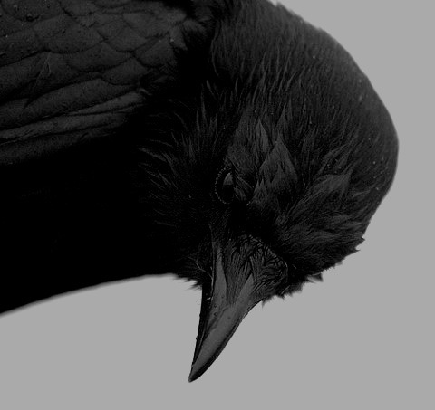 Archillect ID 5503