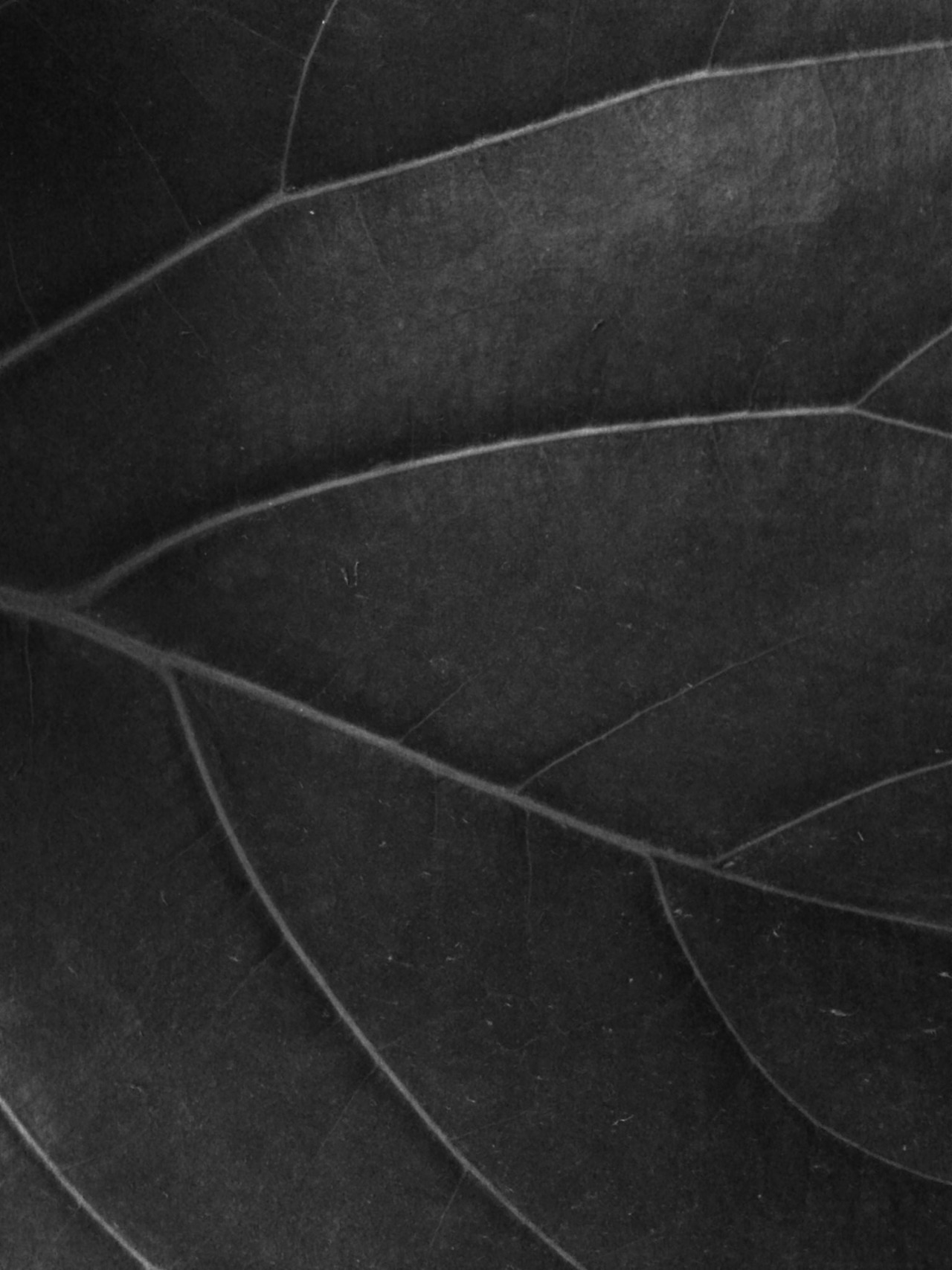 Archillect ID 5638