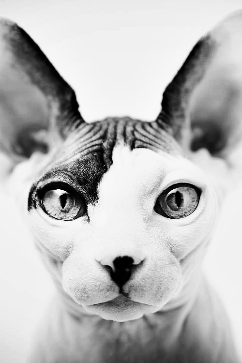 Archillect ID 6433