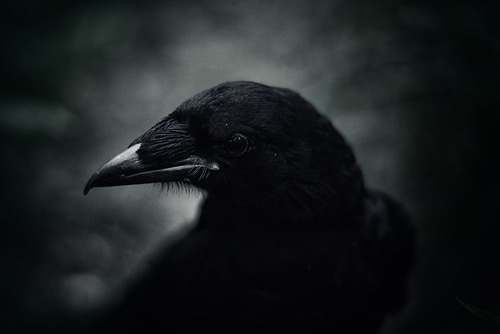 Archillect ID 9797