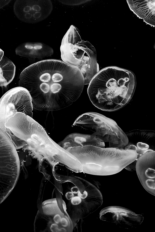 Archillect ID 10790