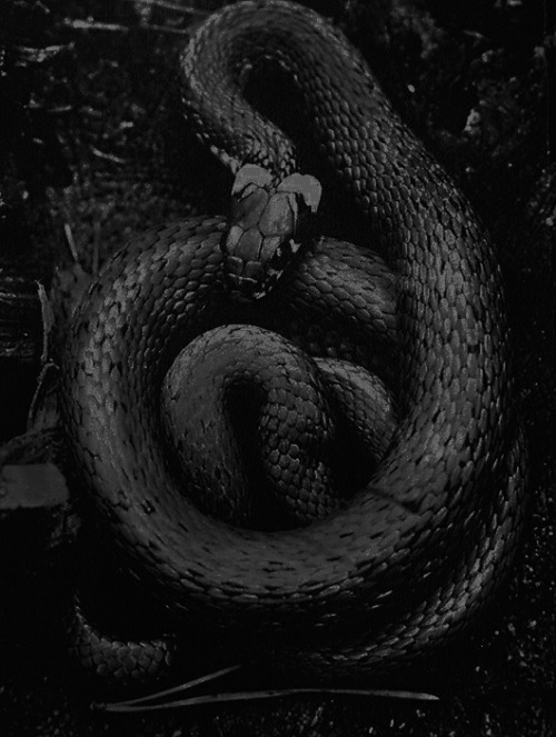 Archillect ID 10990