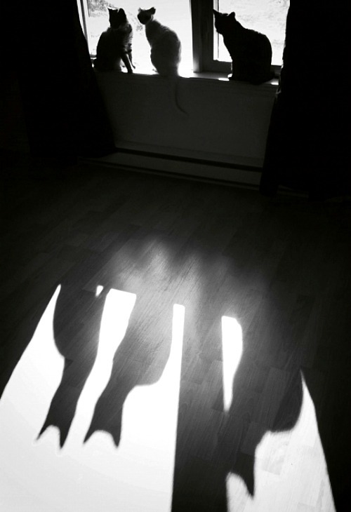 Archillect ID 11002