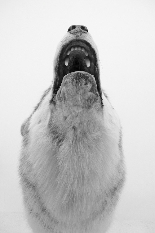 Archillect ID 12729