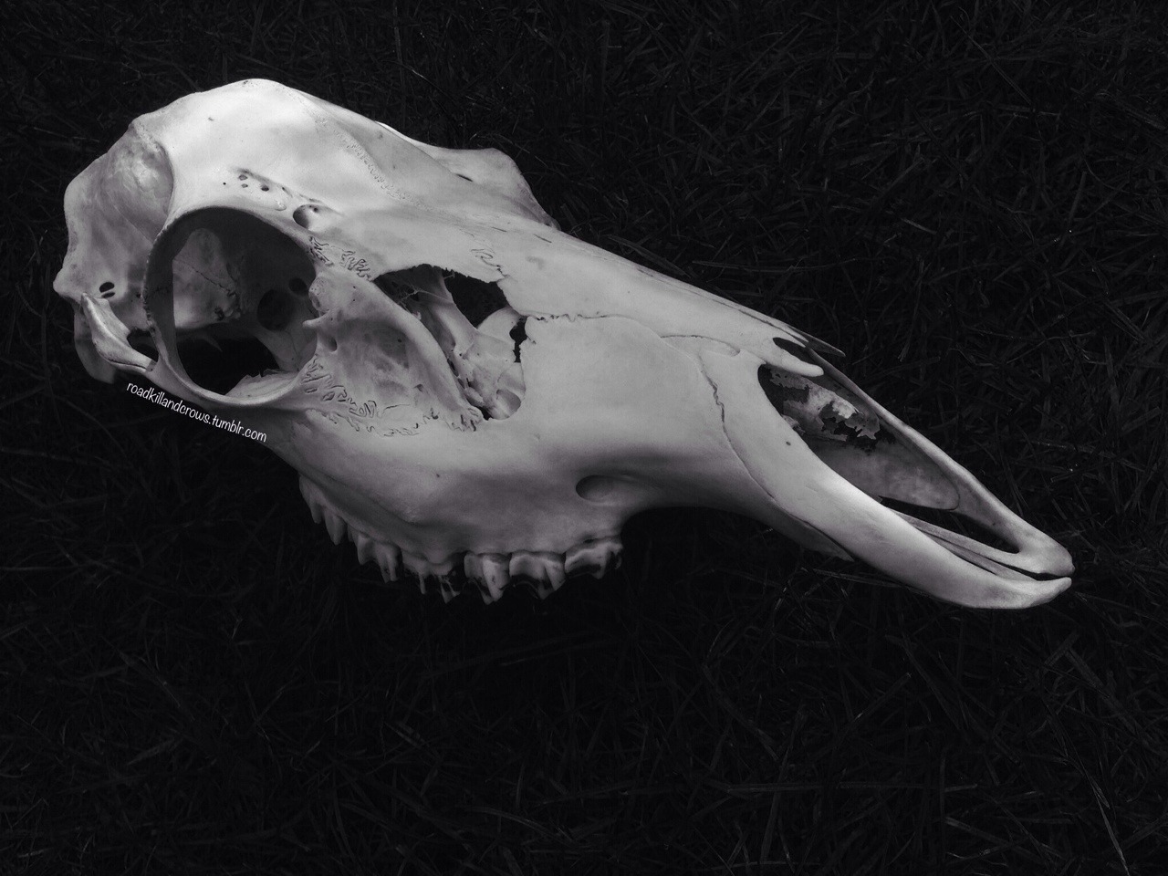 Archillect ID 12735