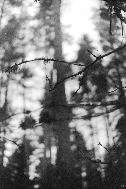 Archillect ID 12976