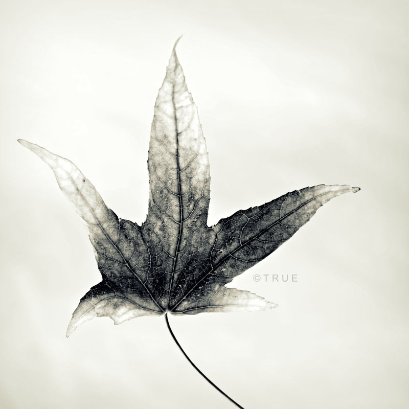 Archillect ID 16343