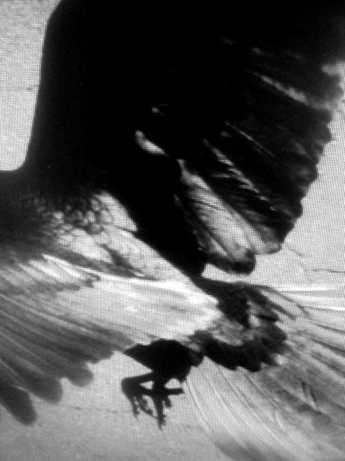 Archillect ID 17629