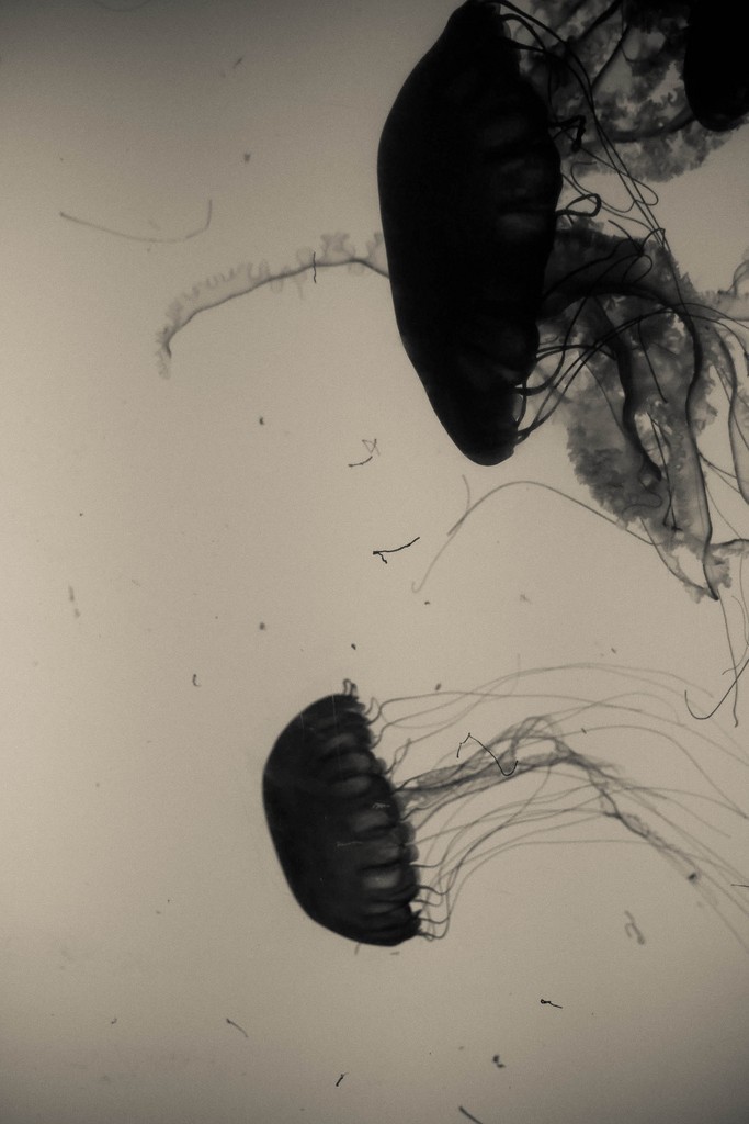 Archillect ID 24508