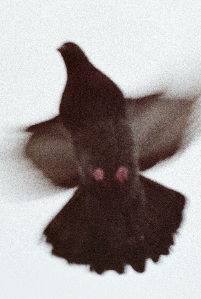Archillect ID 27443