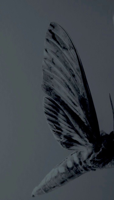 Archillect ID 27567
