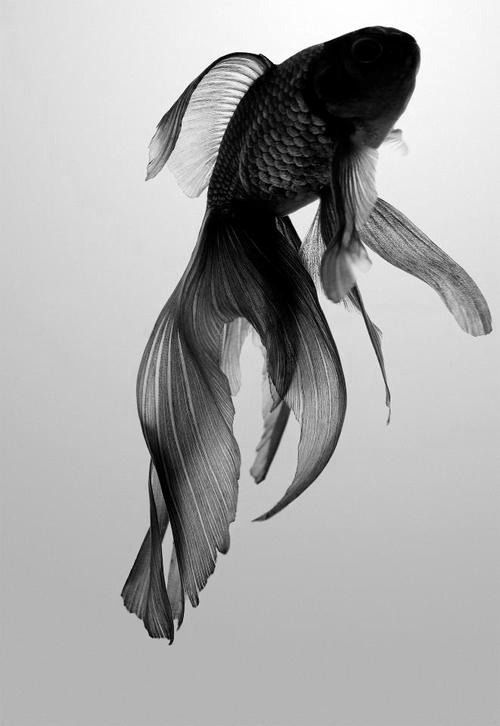 Archillect ID 29148