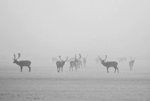 Archillect ID 29383