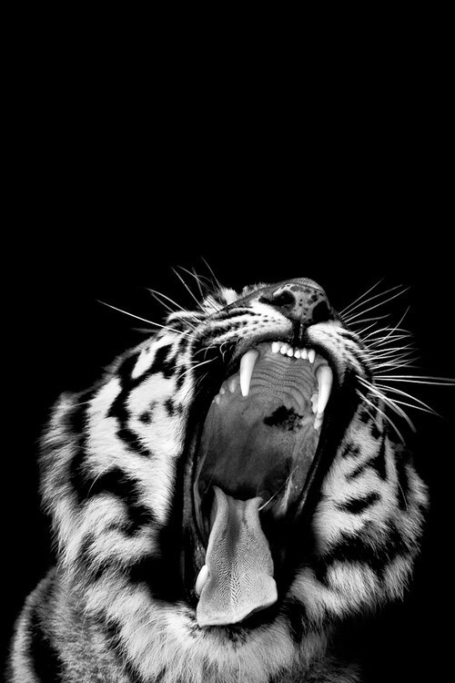 Archillect ID 31526