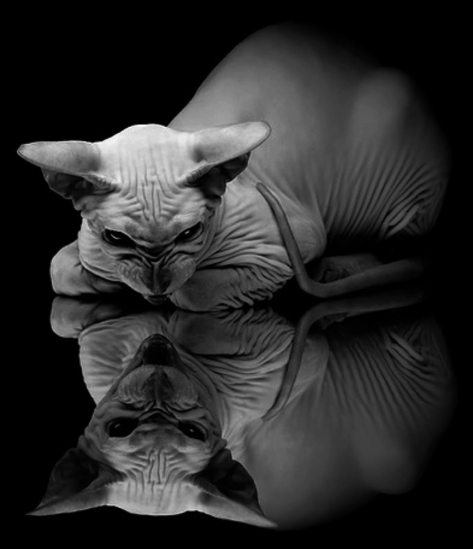 Archillect ID 32763