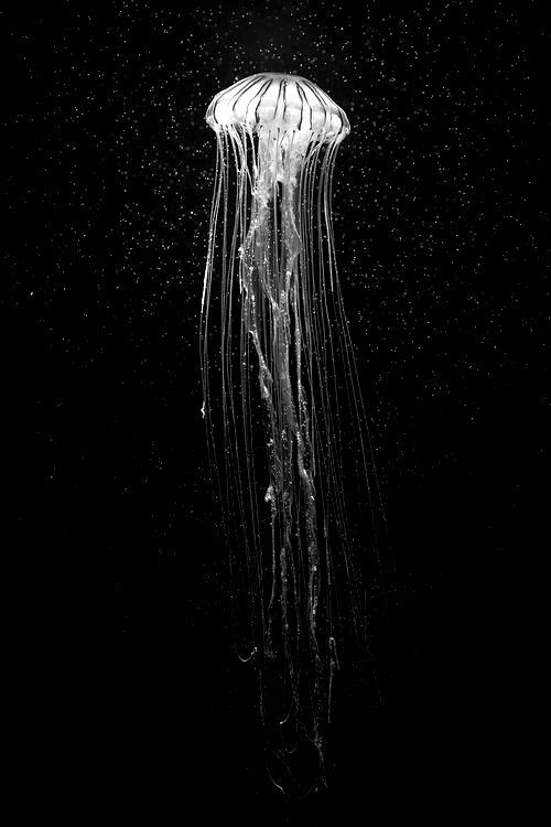 Archillect ID 33216