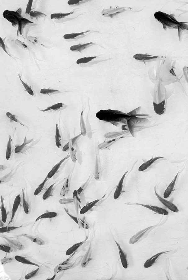 Archillect ID 34340