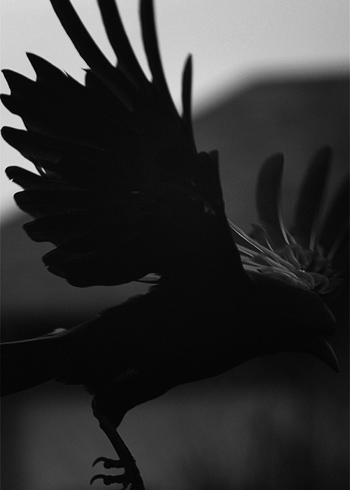 Archillect ID 35213