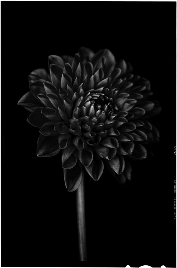 Archillect ID 35527