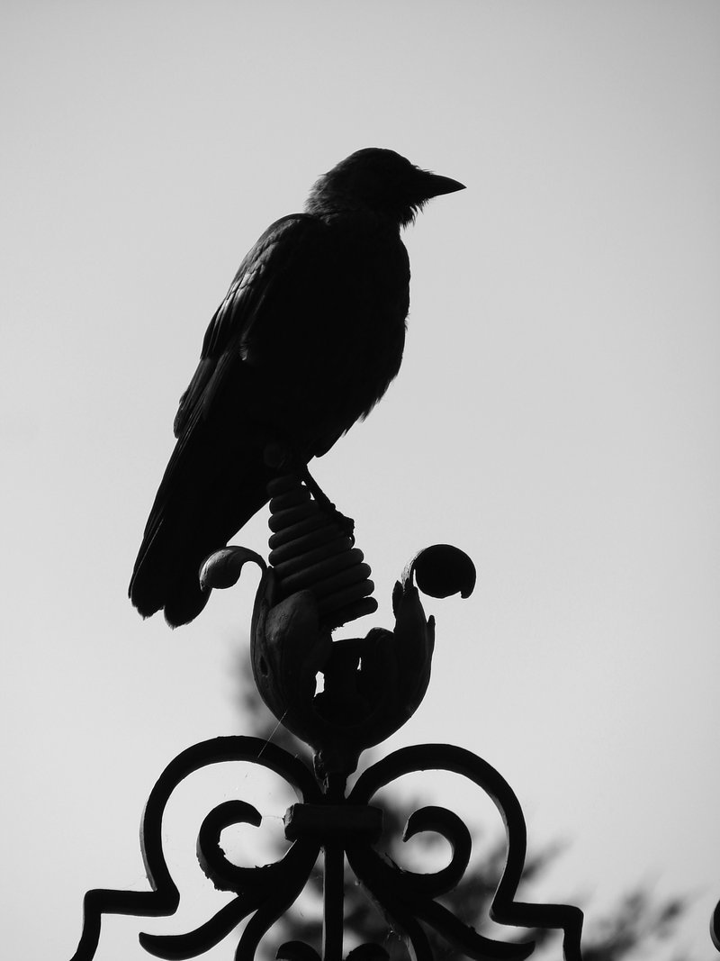Archillect ID 35643