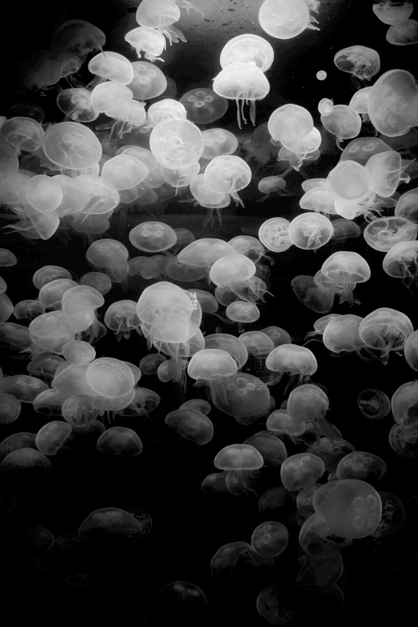 Archillect ID 36254