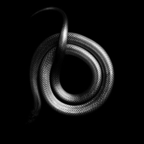 Archillect ID 37555
