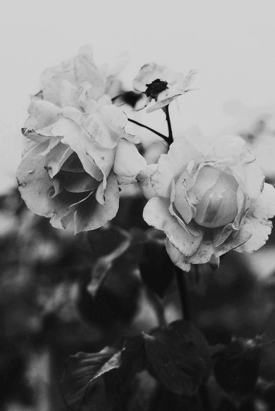 Archillect ID 38441
