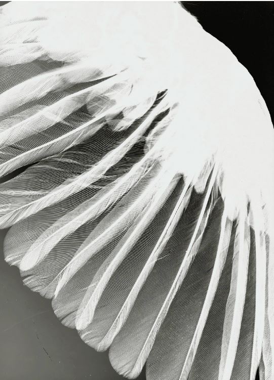 Archillect ID 39021