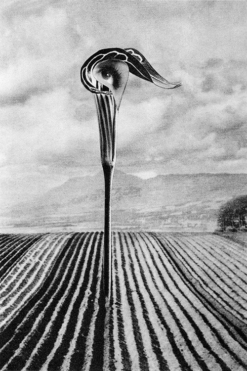 Archillect ID 39022