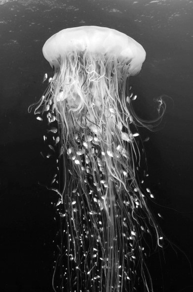Archillect ID 39440