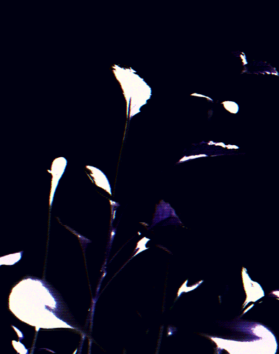 Archillect ID 39502