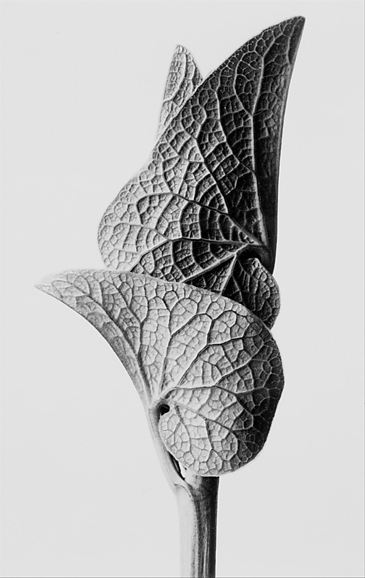 Archillect ID 39619