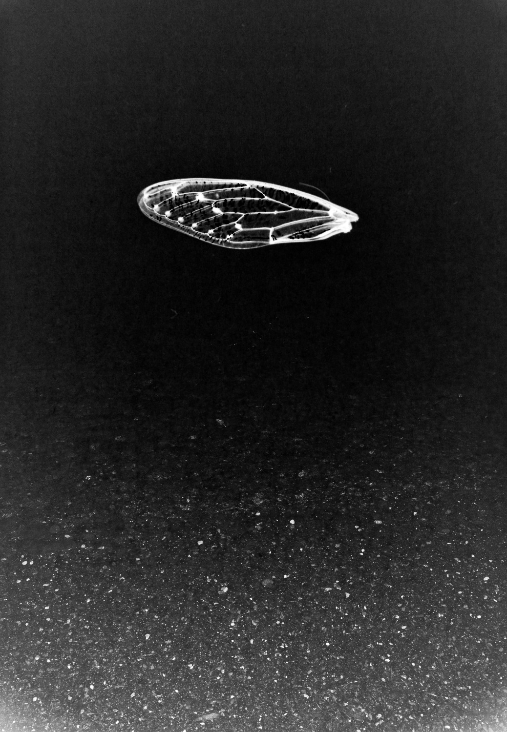 Archillect ID 40350