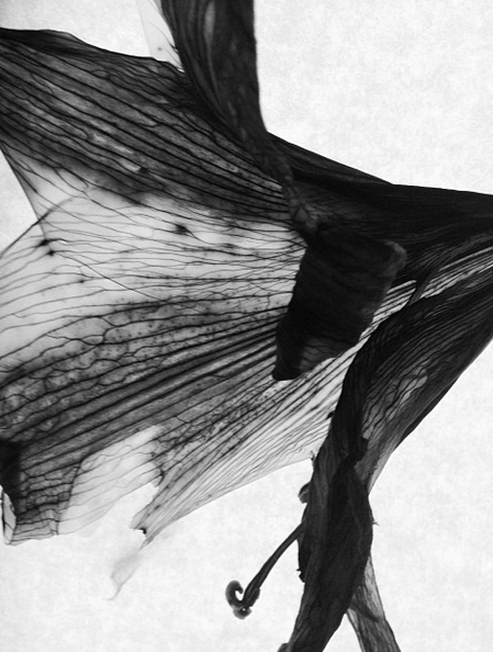 Archillect ID 41111