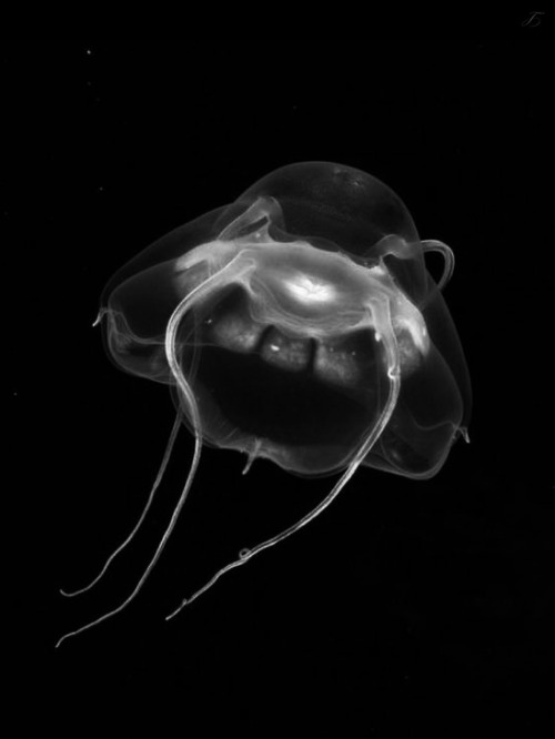 Archillect ID 42086