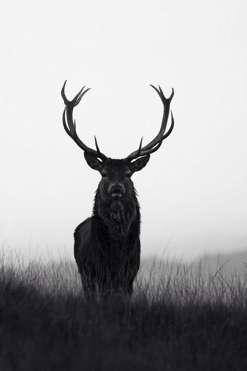 Archillect ID 43378