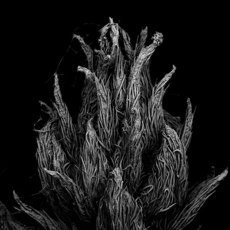 Archillect ID 44146