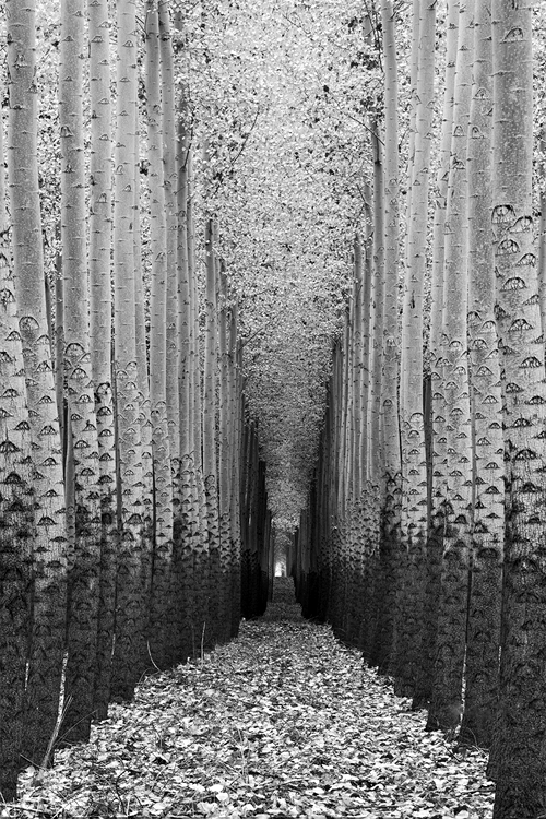 Archillect ID 48555