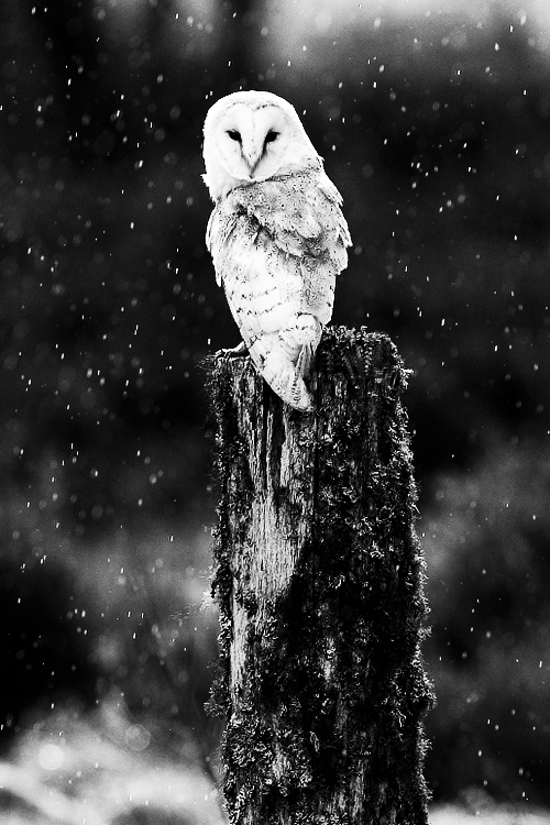Archillect ID 50022