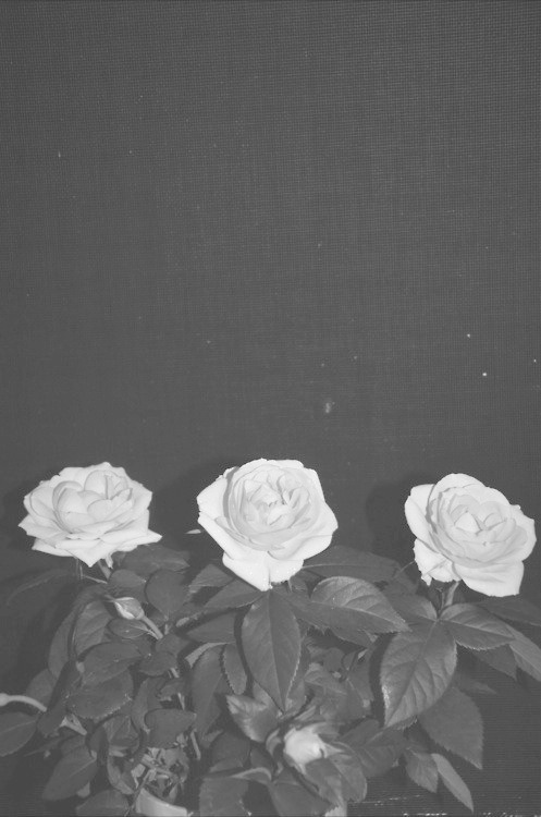 Archillect ID 50392