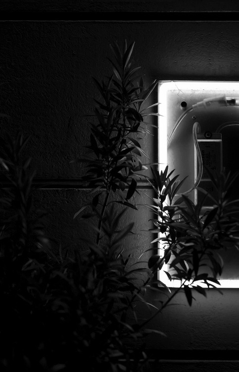 Archillect ID 50447