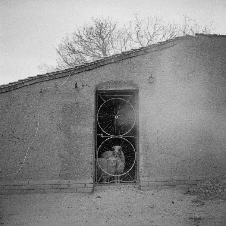 Archillect ID 50980