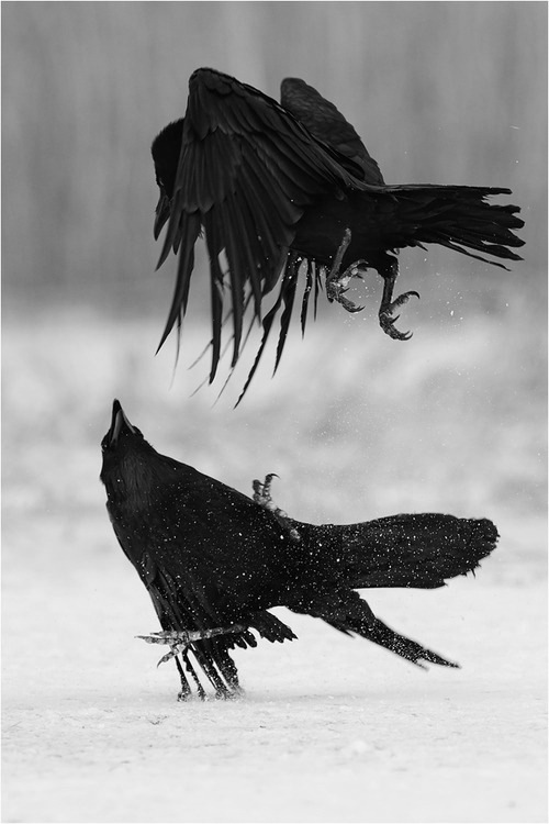 Archillect ID 51023